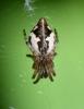 Cyclosa conica